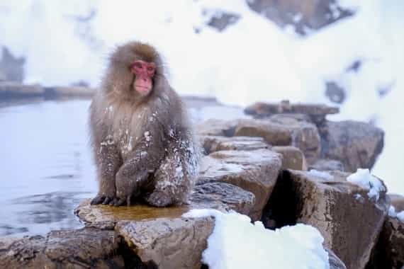 Up News: ठंड की शिकायत करने पुलिस के पास पहुंचा बंदर, देखे वीडियो