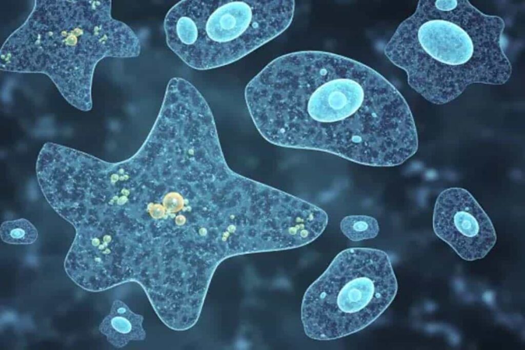 Brain Eating Amoeba: केरल में लगातार बढ़ रहे हैं मस्तिष्क खाने वाले अमीबा के Case, जानें कैसे शरीर के अंदर करते है एंटर