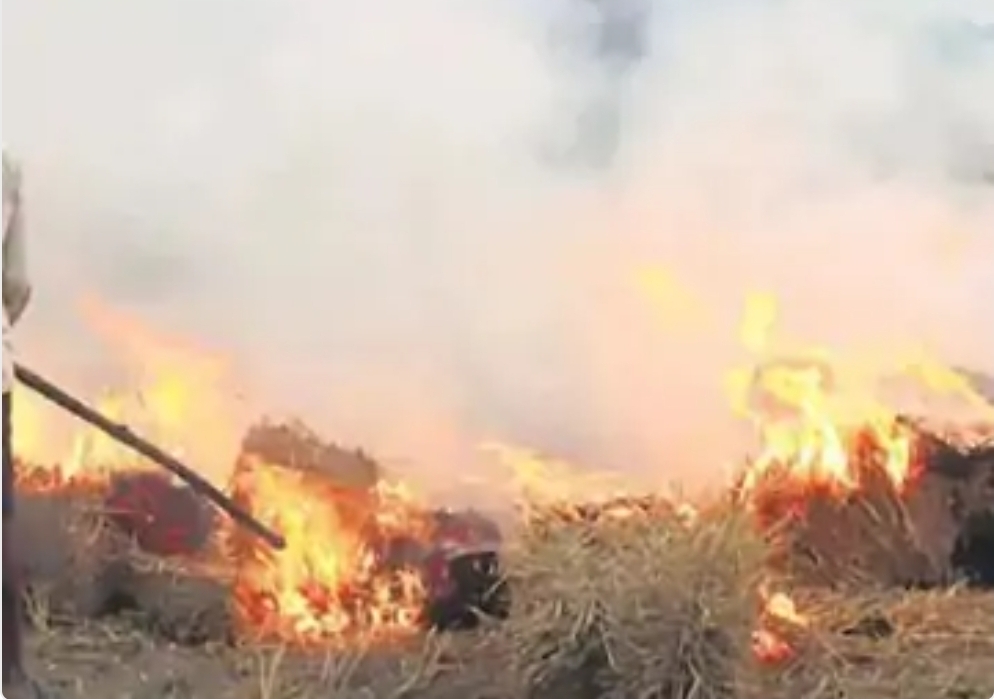 जालंधर की हवा फिर ‘बेहद खराब’: सिर्फ 16 पराली जलाने के केस, फिर भी सांस लेना मुश्किल; कपूरथला बना दोआबा का नया हॉटस्पॉट